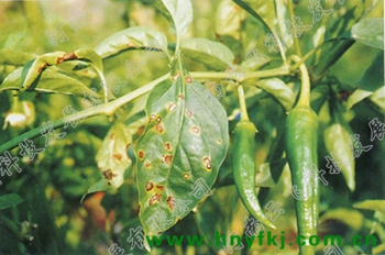 别名:辣椒细菌性斑点病症状:主要危害叶片,茎蔓,果实;叶片染病后初期