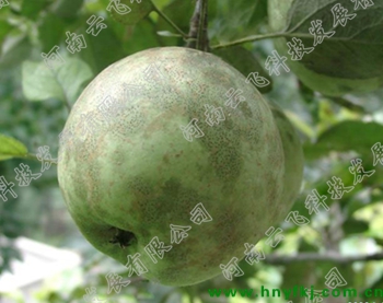 苹果煤污病