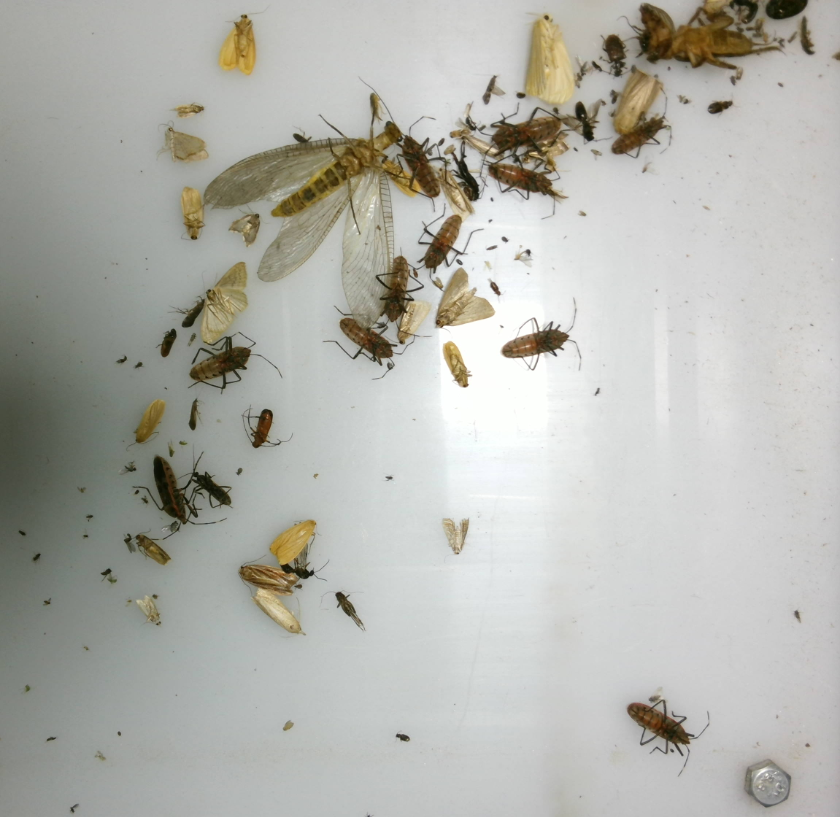 田间虫情自动监测系统