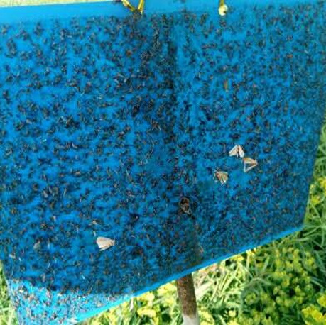 蓟马信息素粘胶板|蓟马粘虫板|河南云飞科技