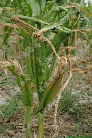 玉米矮花叶病病毒病