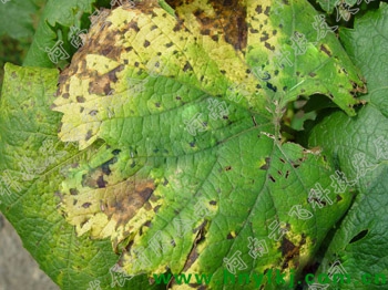 别名:葡萄斑点病,葡萄褐点病,葡萄叶斑病,葡萄角斑病症状:褐斑病有